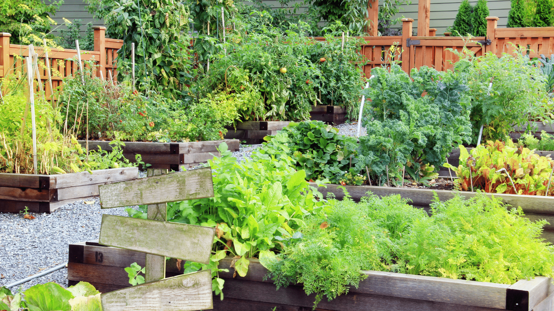 8 Vegetables and Herbs for Beginning Gardeners (4)