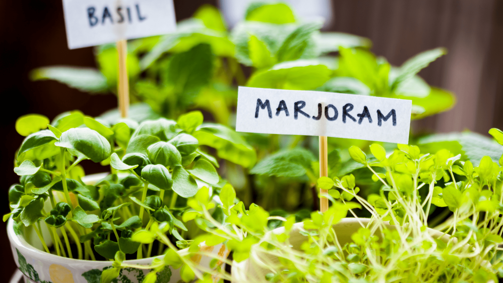8 Vegetables and Herbs for Beginning Gardeners (5)