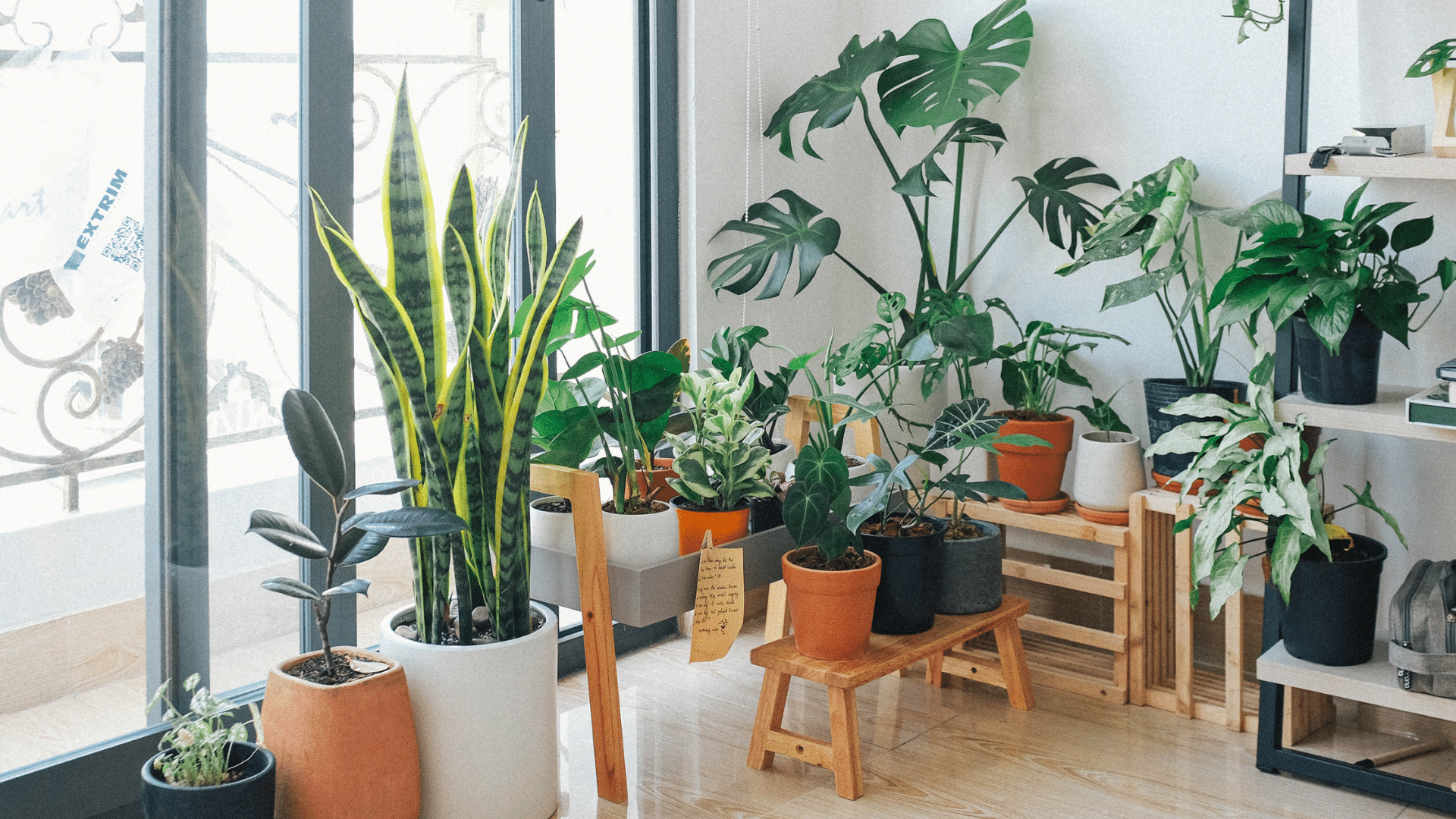 Indoor Plants You Wont Kill
