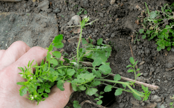 how to get rid of weeds