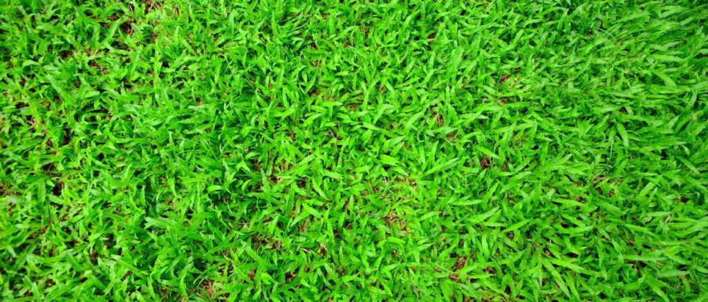 best Grass for Southern California Backyard